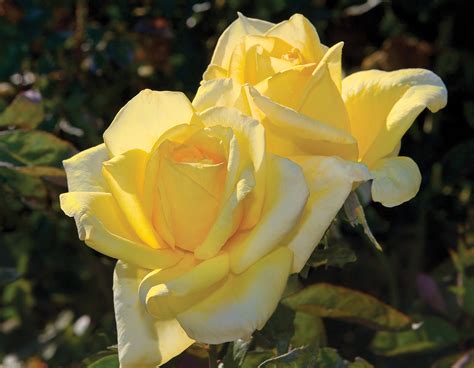 Oregold Star® Roses And Plants
