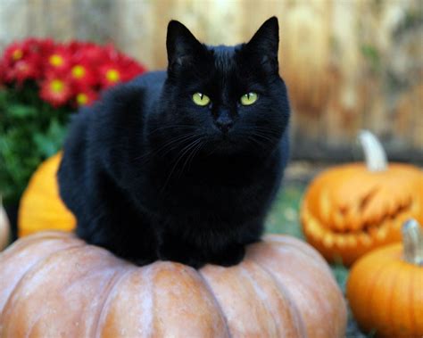 Best Black Cat Names The Ultimate List 109 Ideas