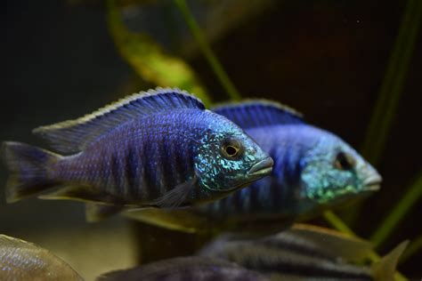 Placidochromis Sp Jalo Fiche Poissons