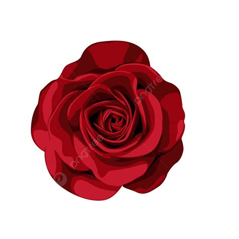 Red Rose Png Hd Image Png All Png All