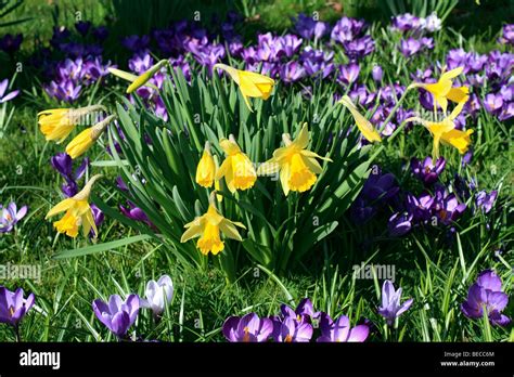 Daffodils Crocuses Hi Res Stock Photography And Images Alamy