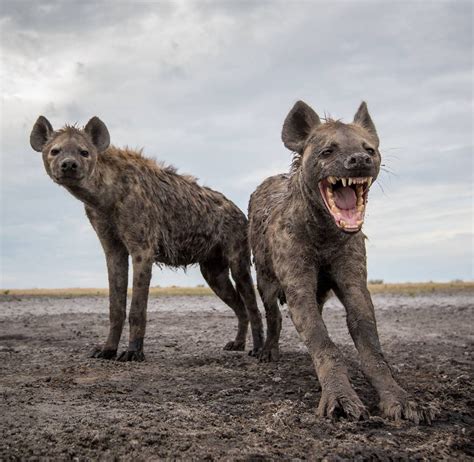Beautiful Wildlife Hyenas By Will Burrard Lucas Hyena African