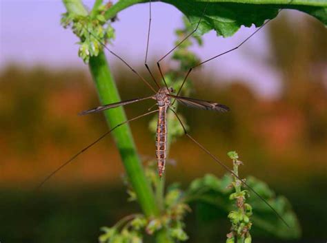 Ehrlich created ehrlich pest control in 1928 in the city of reading, pennsylvania. Pensacola Termite Treatment, Pest Control and WDO Inspection
