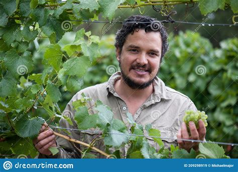 Viticulturist Samples Chardonnay Grapes In South Australia Stock Image