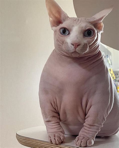 This Is My First Time Seeing A Chunky Sphynx Cat Raww
