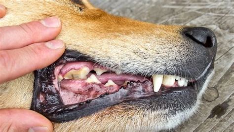 Stomatitis In Dogs Symptoms Causes And Treatments Dogtime
