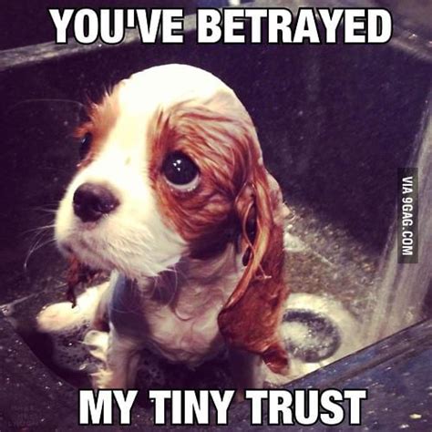 You Have Betrayed My Tiny Trust 9gag