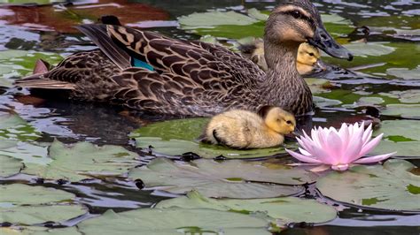 Big Duck And Baby Ducks Are On Body Of Water Around Lotus And Leaves Hd