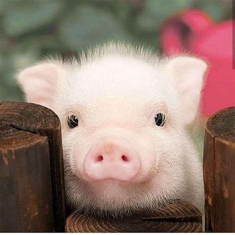 This Little Piggy Cute Piggies Gallery Cute Animals Piggy Cute
