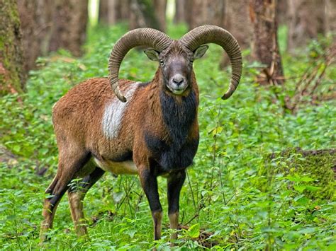 Mouflon Wild Sheep Nature Free Photo On Pixabay