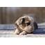 February 2013 Mini Aussie Puppies — Breezemore