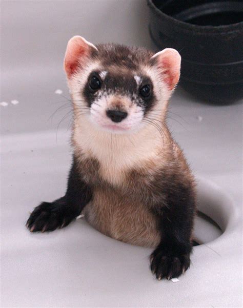 The Black Footed Ferret Flagship Species For The Prairie Ecosystem