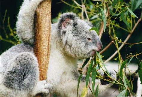 Threatened By Deforestation Koalas Are Now Functionally Extinct