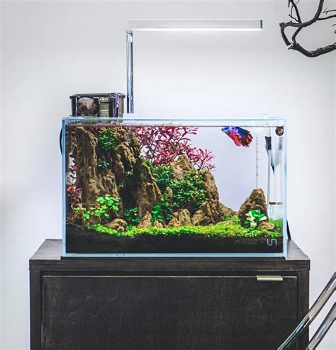 Keeping Bettas Why You Need A Planted Tank — Buce Plant
