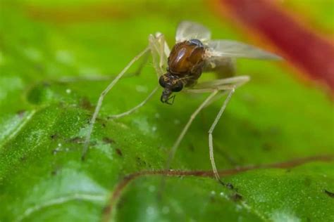 8 Different Types Of Gnats Plus Interesting Facts