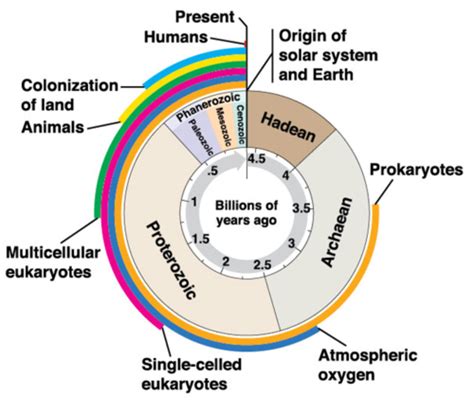 The History Of Life Proliferations And Mass Extinctions Flashcards