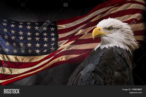 American Bald Eagle Image And Photo Free Trial Bigstock