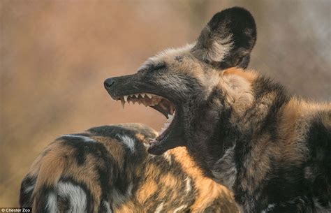 African painted dogs (formerly known as the african wild dog) is one of the most endangered animals in africa. African painted dog pups are first to be born at Chester | Daily Mail Online