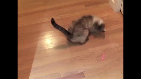 Cat Chasing Laser And Spinning In Circles Youtube