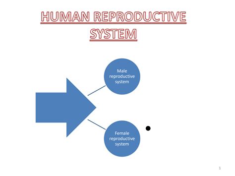 Solution Human Reproductive System Igcse Cbse Icse Biology Teaching