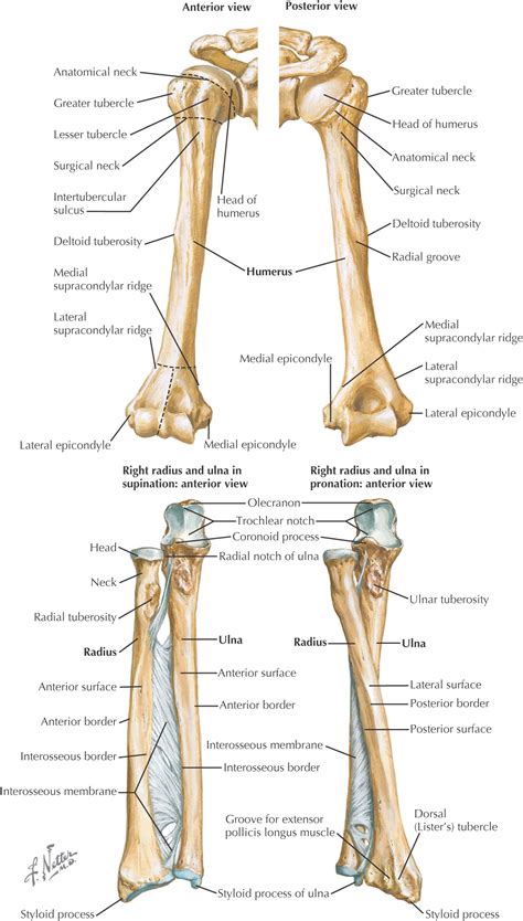 Bones Of The Upper Limb Anatomy And Physiology I Vrogue Co