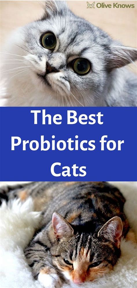 The Best Probiotics For Cats Oliveknows Cat Probiotics Probiotics