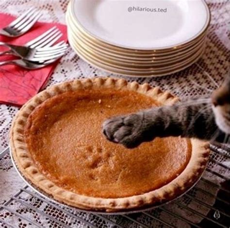 Funny Thanksgiving Memes Tumblr