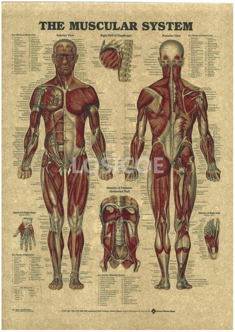 Vintage Medicine Human Anatomy Posters Kraft Paper Painting Wall