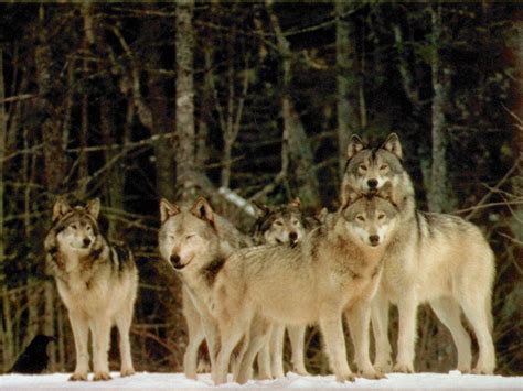 Wolf The Biggest Animals Kingdom