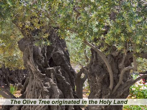 Olive Tree History