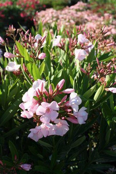 Nerium Oleander Single Pink Devil Mountain Wholesale Nursery