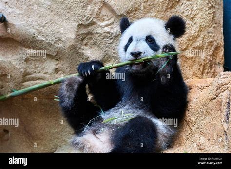 Giant Panda Cub Ailuropoda Melanoleuca Playfully Chewing A Bamboo