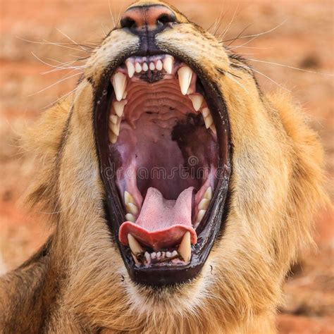 27 Lion Mouth Open Wide Free Stock Photos Stockfreeimages