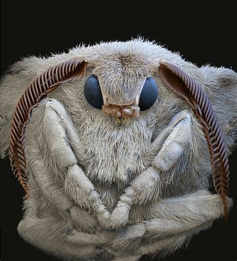 Silk Moth Enlarged Photo By Nicole Ottawa Oliver Meckes Eye Of Science Cute Moth Moth