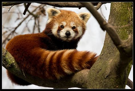 Roter Panda Foto And Bild Tiere Zoo Wildpark And Falknerei Animals