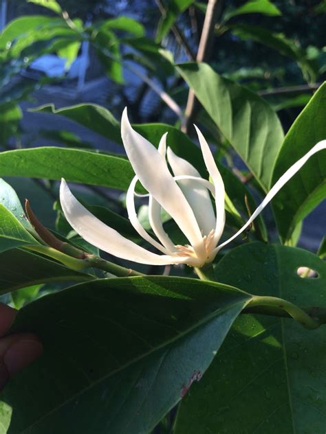 Kandungan kimia cempaka putih : Bunga cempaka putih ( Michelia Alba ) | Indie perfume ...