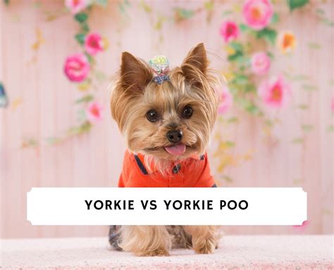 How Big Do Yorkie Poo Puppies Get