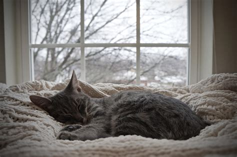 Cozy Kittens First Snow Rcozyplaces