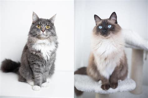 Maine Coon Ragdoll Mix Info Pictures Facts Faqs And More