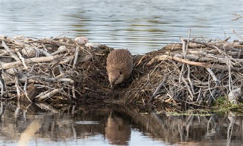 the effects of beaver dams on humans attic kings