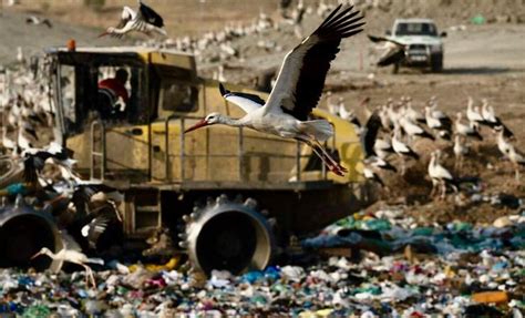 Storks Give Up Migrating To Live On Landfill In Spain Raw Story
