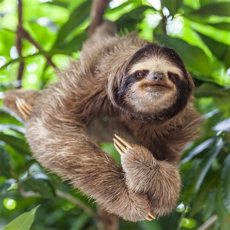 Are Three Toed Sloths Endangered The Battle For Survival Animal Hype