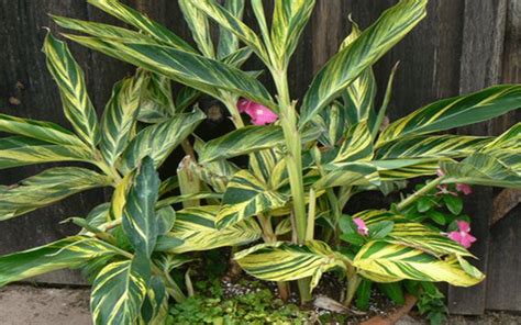 It doesn't need a lot of attention, and is terrific for busy people who don't have time for gardening. GINGER VARIEGATED CAPE CORAL