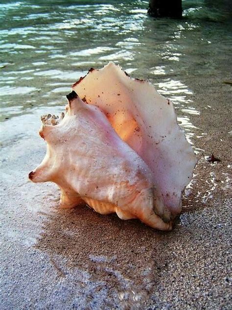Pin By Mona Moni On Mare And Oceano Sea Shells Shells Sea