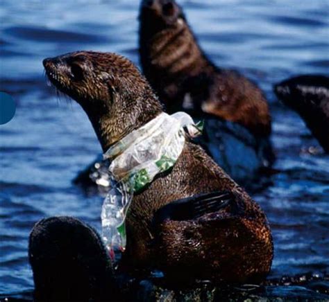 These Photos Showing The Animal Victims Of Our Trash Will Make You Drop