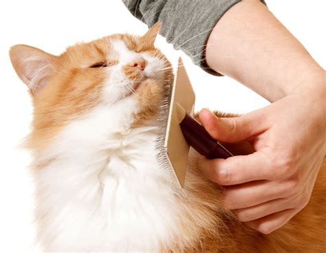 Cat Grooming Toronto Pamper Your Kitty This Week