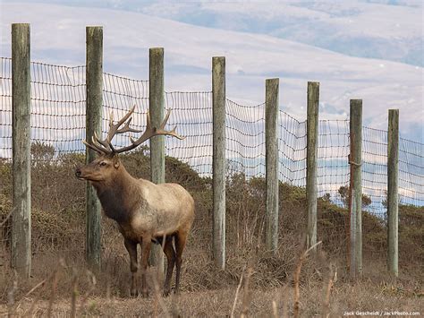 Support Historic Opportunity To Remove Deadly Tule Elk Fence