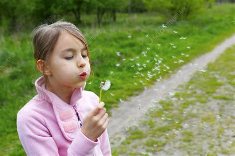 Girl Blowing Dandelion Seeds Stock Image F0106029 Science Photo