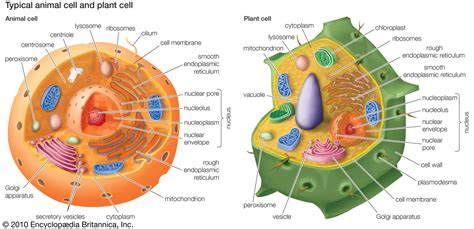We hope this picture typical animal cell and plant cell diagram can help you study and research. Cuthbert - 7th Grade Science Day to Day: December 2012