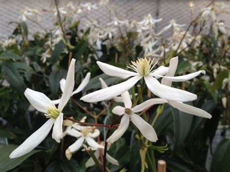 We did not find results for: armandii Snowdrift | Clematis armandii, Clematis ...